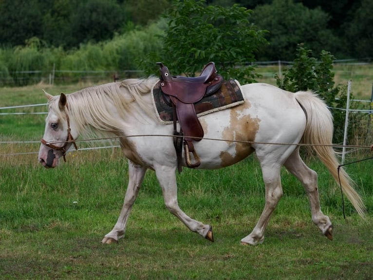 Welsh-D Mix Merrie 11 Jaar 153 cm Overo-alle-kleuren in Luckau