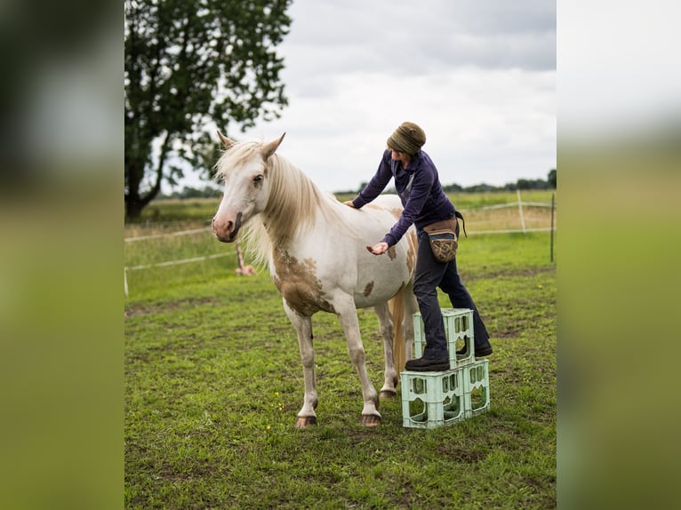 Welsh-D Mix Merrie 11 Jaar 153 cm Overo-alle-kleuren in Luckau