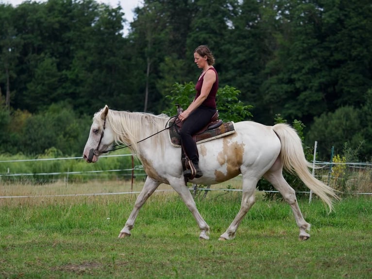 Welsh-D Mix Merrie 11 Jaar 153 cm Overo-alle-kleuren in Luckau