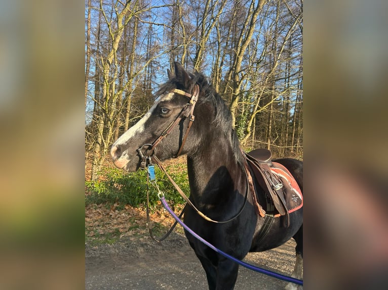 Welsh-D Merrie 12 Jaar 144 cm Zwartbruin in Itterbeck-Wilsum