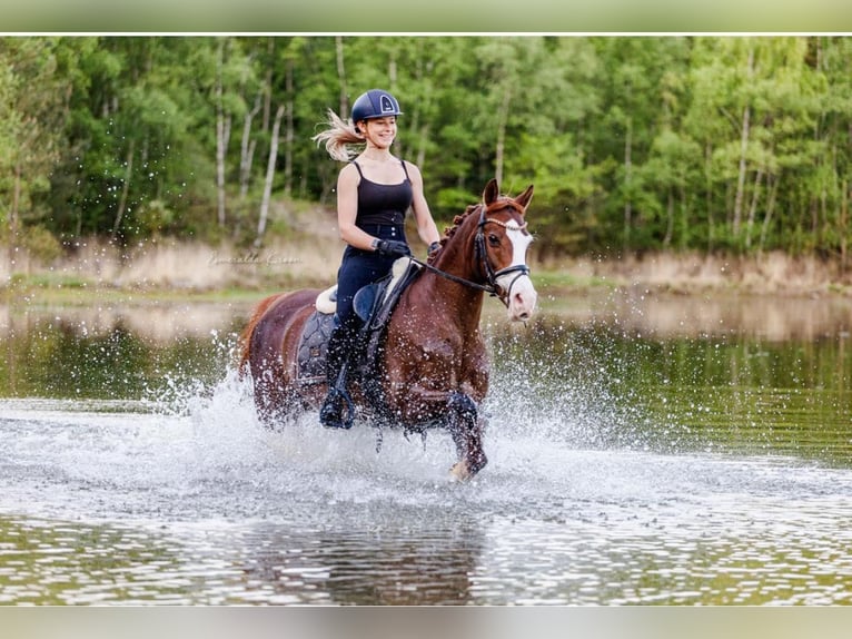 Welsh-D Merrie 12 Jaar 148 cm Vos in Groningen