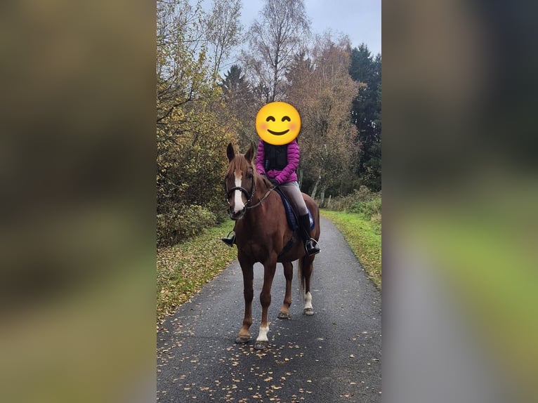 Welsh-D Merrie 12 Jaar 150 cm Vos in Linkenbach