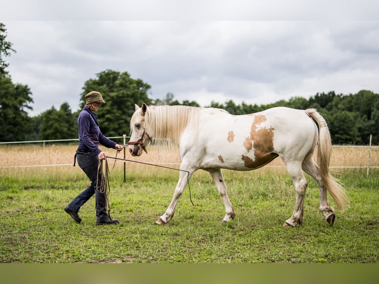 Welsh-D Mix Merrie 12 Jaar 152 cm Gevlekt-paard in Luckau