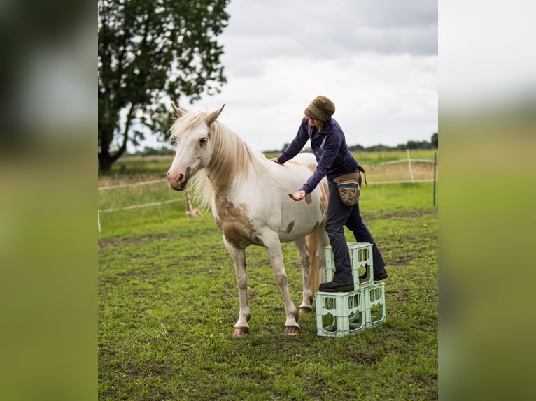 Welsh-D Mix Merrie 12 Jaar 152 cm Gevlekt-paard in Luckau