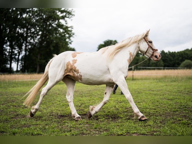 Welsh-D Mix Merrie 12 Jaar 152 cm Gevlekt-paard in Luckau
