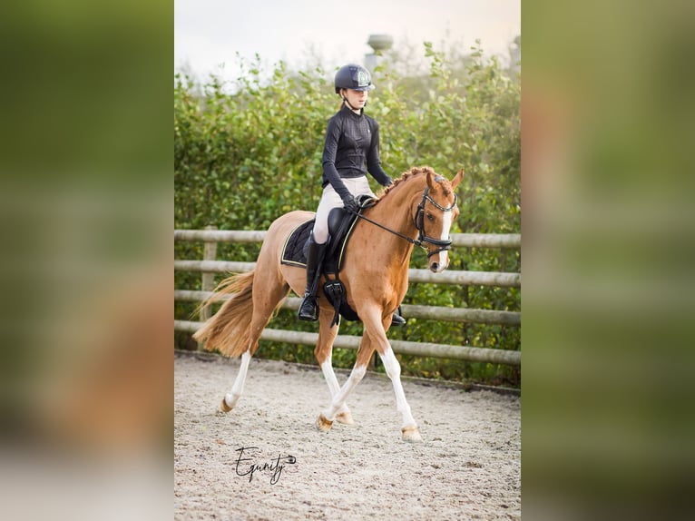 Welsh-D Merrie 13 Jaar 144 cm Vos in Oudkarspel