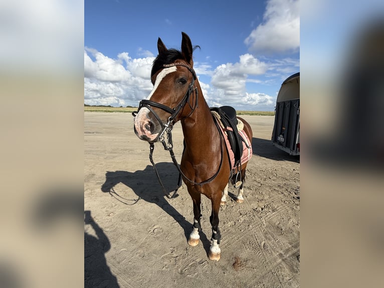 Welsh-D Mix Merrie 13 Jaar 146 cm Bruin in Heide