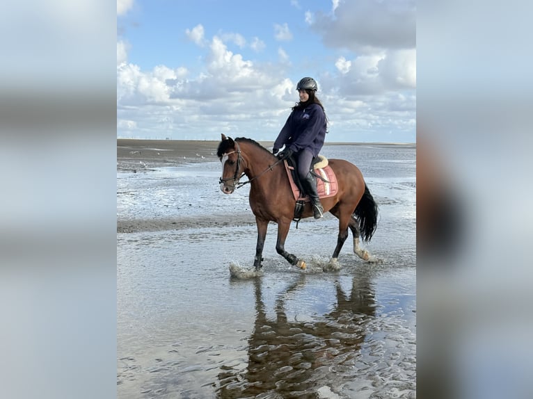 Welsh-D Mix Merrie 13 Jaar 146 cm Bruin in Heide