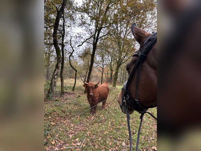 Welsh-D Mix Merrie 13 Jaar 148 cm Donkerbruin in Vuren