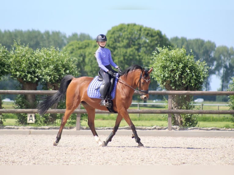 Welsh-D Mix Merrie 13 Jaar 148 cm Donkerbruin in Vuren