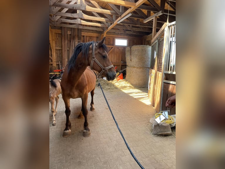 Welsh-D Merrie 13 Jaar 155 cm Bruin in Atzesber