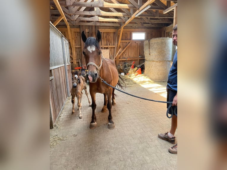 Welsh-D Merrie 13 Jaar 155 cm Bruin in Atzesber