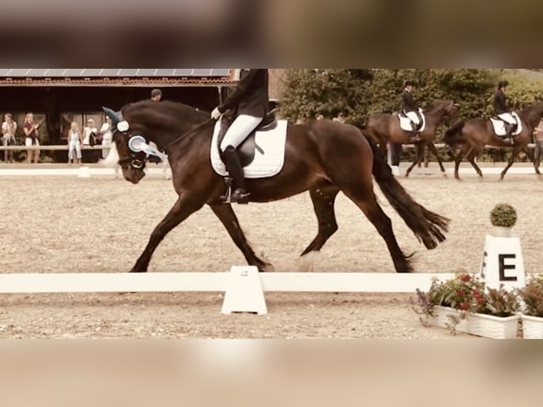 Welsh-D Merrie 14 Jaar 151 cm Donkerbruin in Iffeldorf