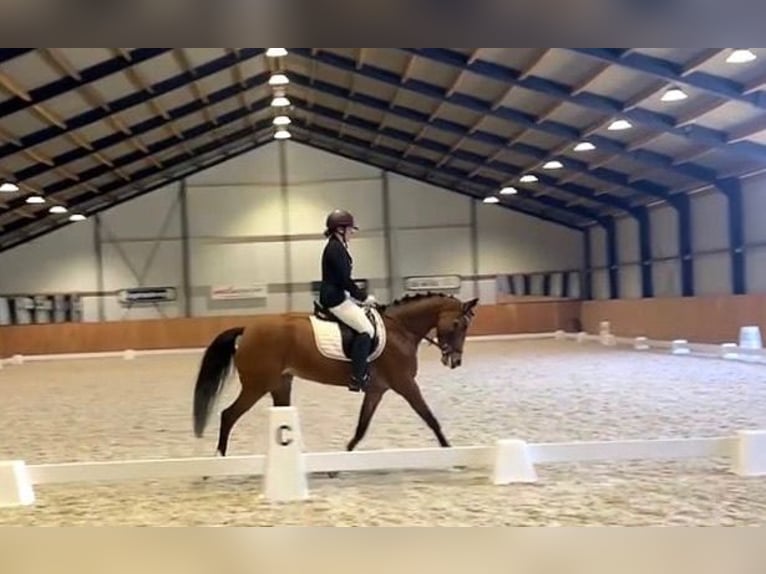 Welsh-D Merrie 14 Jaar 152 cm Donkerbruin in Steenderen