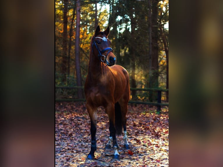 Welsh-D Merrie 14 Jaar 152 cm Donkerbruin in Steenderen