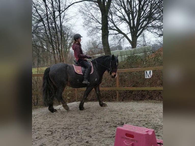 Welsh-D Merrie 14 Jaar 155 cm Zwartbruin in Wallenhorst