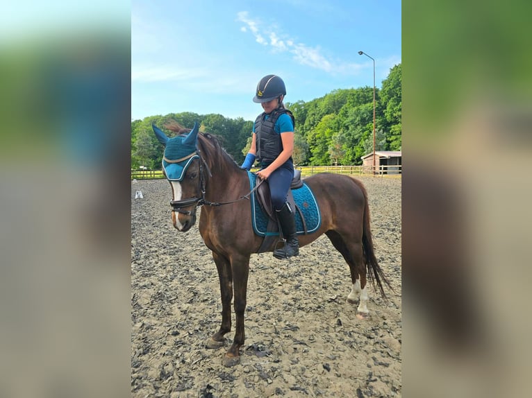 Welsh-D Merrie 16 Jaar 141 cm Vos in Wolvertem