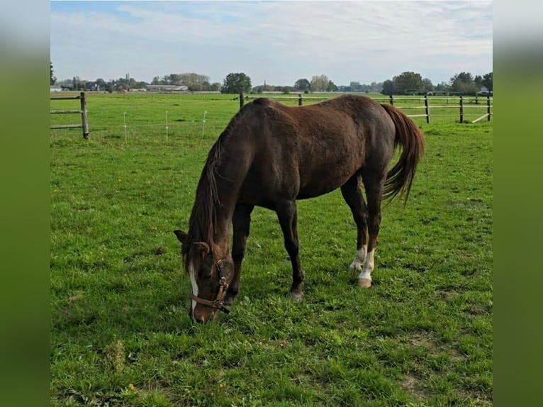 Welsh-D Merrie 16 Jaar 141 cm Vos in Wolvertem
