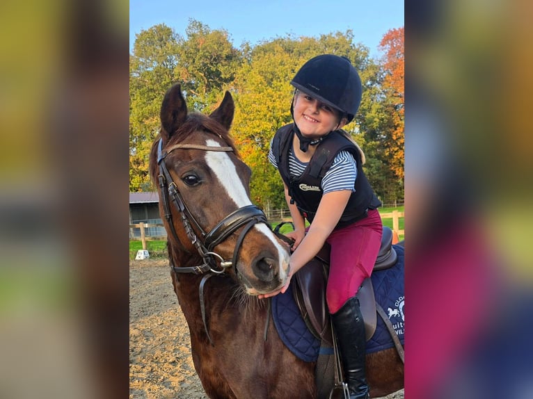 Welsh-D Merrie 16 Jaar 141 cm Vos in Wolvertem