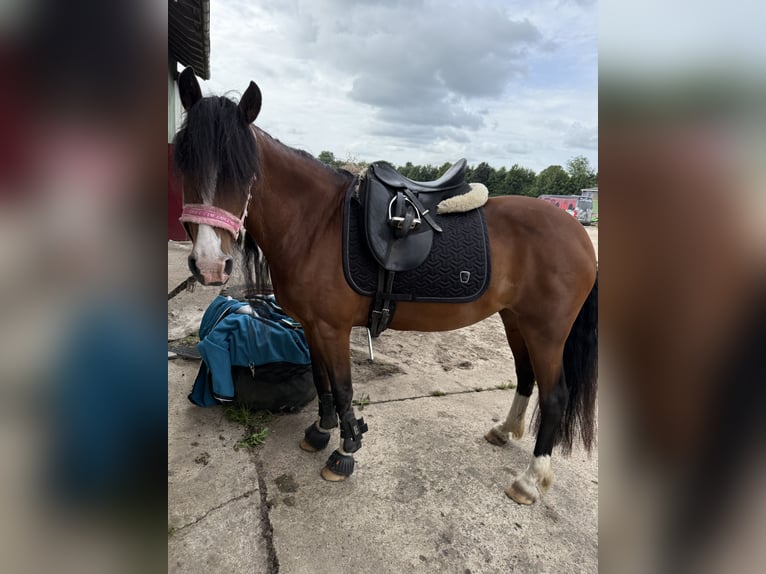 Welsh-D Mix Merrie 16 Jaar 146 cm Bruin in Heide