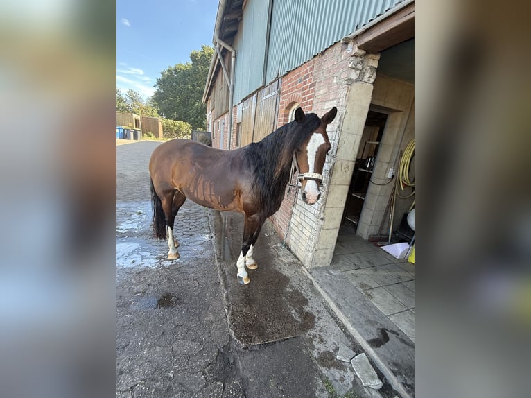 Welsh-D Mix Merrie 16 Jaar 146 cm Bruin in Heide