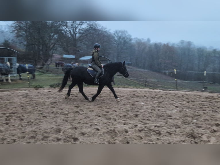 Welsh-D Merrie 16 Jaar 152 cm Zwart in Morsbach