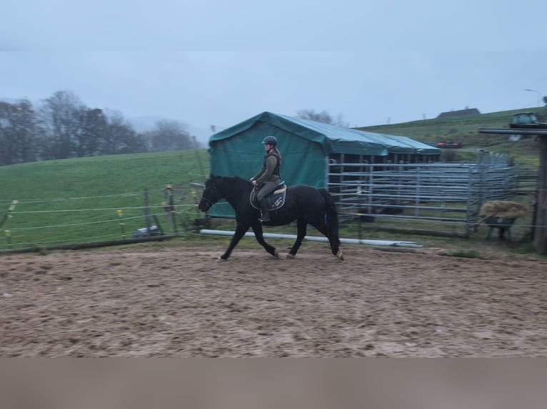 Welsh-D Merrie 16 Jaar 152 cm Zwart in Morsbach
