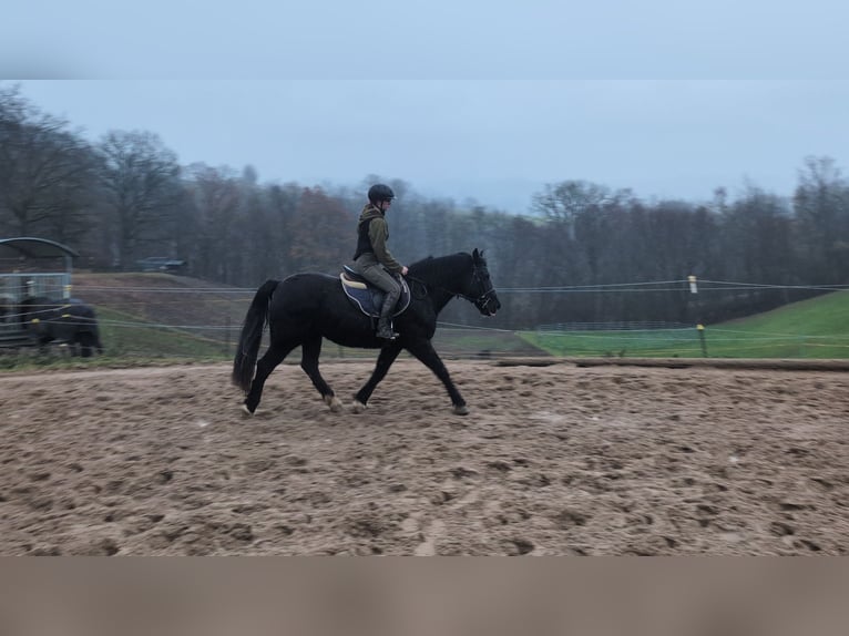 Welsh-D Merrie 16 Jaar 152 cm Zwart in Morsbach