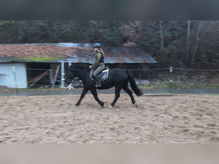 Welsh-D Merrie 16 Jaar 152 cm Zwart in Morsbach