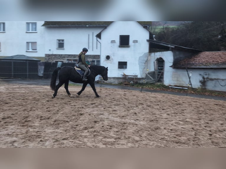 Welsh-D Merrie 16 Jaar 152 cm Zwart in Morsbach