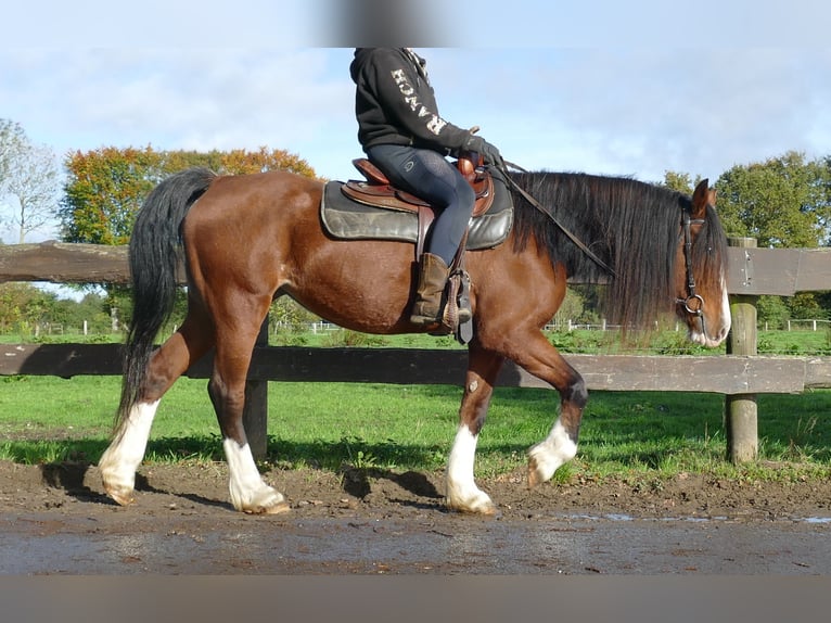 Welsh-D Merrie 17 Jaar 148 cm Bruin in Lathen