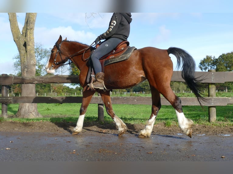 Welsh-D Merrie 17 Jaar 148 cm Bruin in Lathen