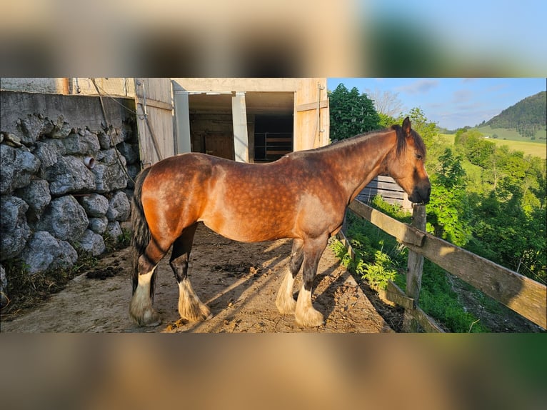 Welsh-D Merrie 18 Jaar 150 cm Bruin in Neustiftgraben
