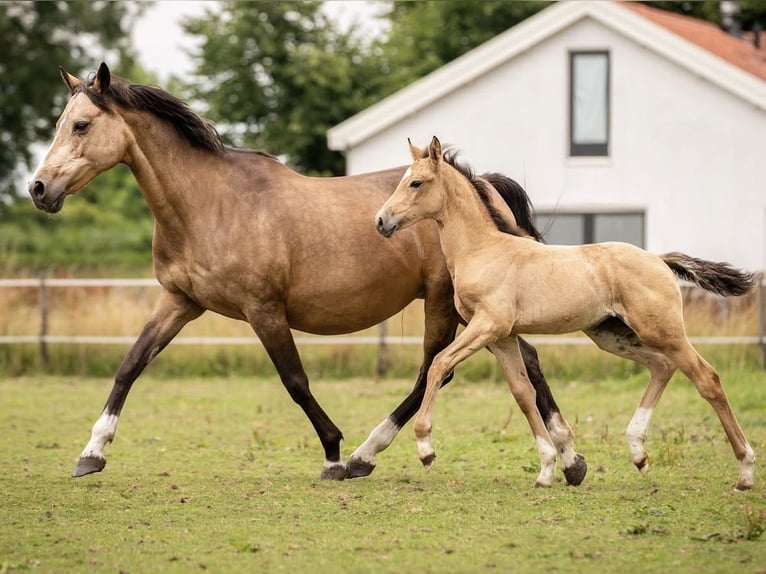 Welsh-D Merrie 1 Jaar 110 cm  in Arnhem