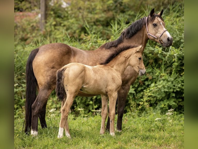Welsh-D Merrie 1 Jaar 110 cm  in Arnhem