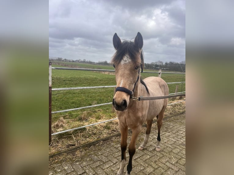Welsh-D Merrie 1 Jaar 110 cm  in Arnhem