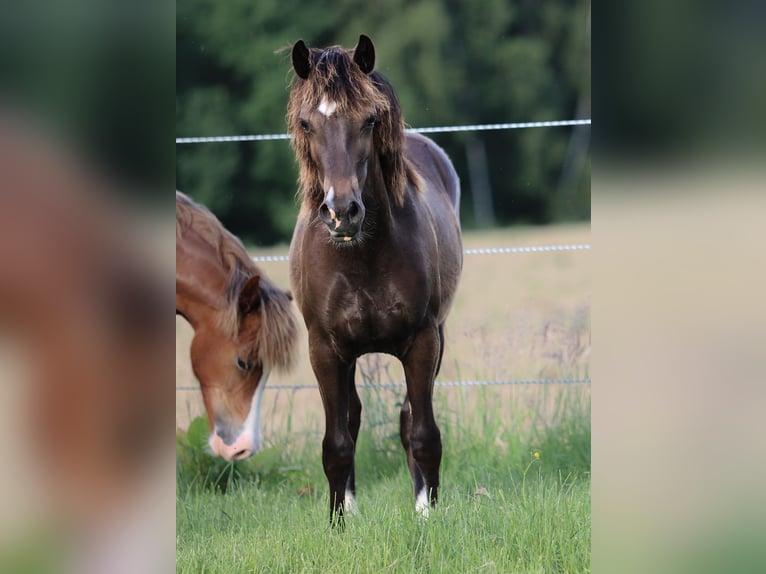 Welsh-D Merrie 1 Jaar 138 cm in Kirchlengern