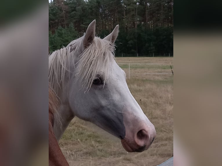 Welsh-D Merrie 1 Jaar 150 cm Palomino in Celle