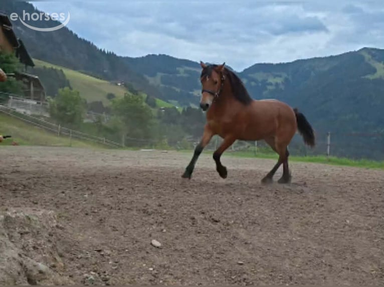 Welsh-D Merrie 1 Jaar 151 cm Donkerbruin in Alpbach