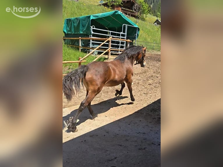 Welsh-D Merrie 1 Jaar 151 cm Donkerbruin in Alpbach