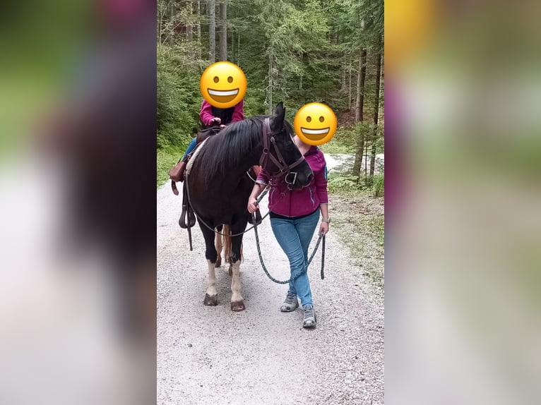 Welsh-D Mix Merrie 20 Jaar 143 cm Zwart in Ratten