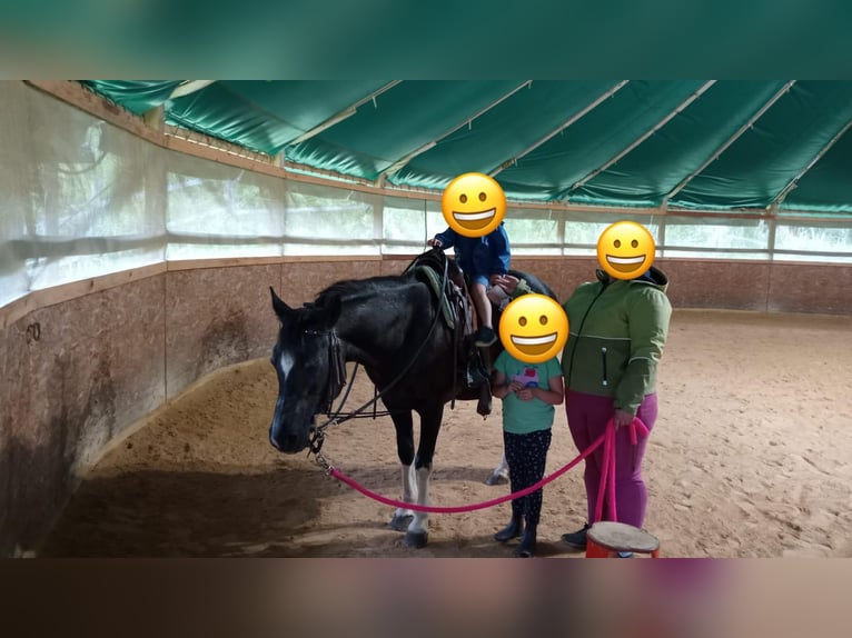 Welsh-D Mix Merrie 20 Jaar 143 cm Zwart in Ratten