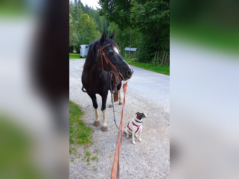 Welsh-D Mix Merrie 20 Jaar 143 cm Zwart in Ratten