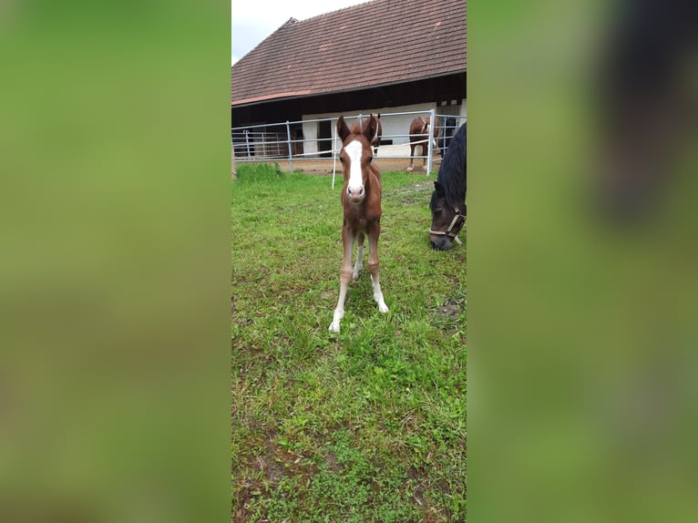 Welsh-D Merrie 2 Jaar 145 cm Vos in Wendling