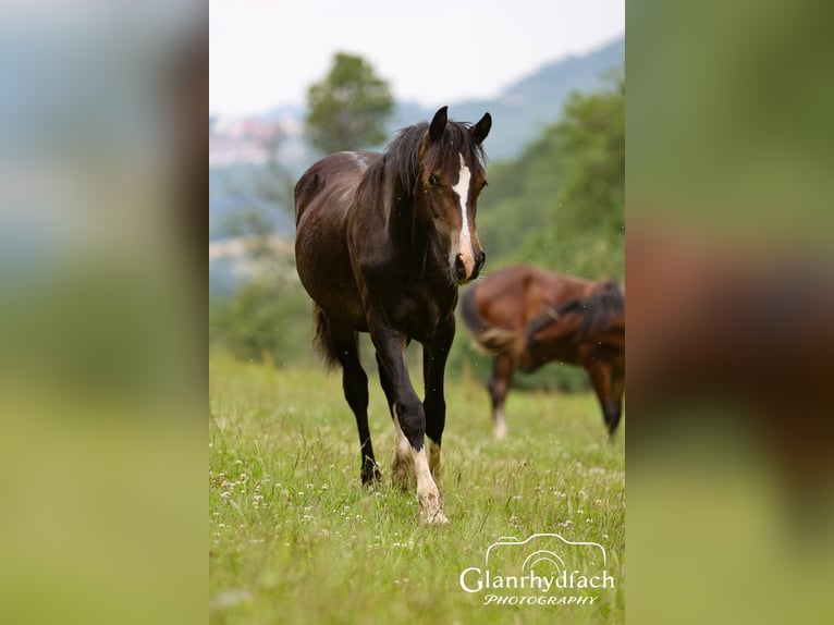 Welsh-D Merrie 2 Jaar 152 cm Donkerbruin in Fürth