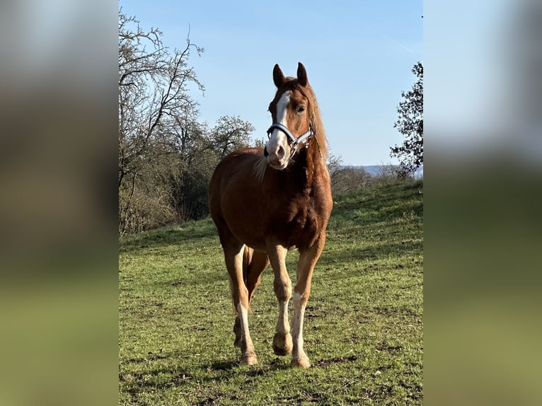 Welsh-D Merrie 2 Jaar 155 cm Vos in EschwegeEschwege