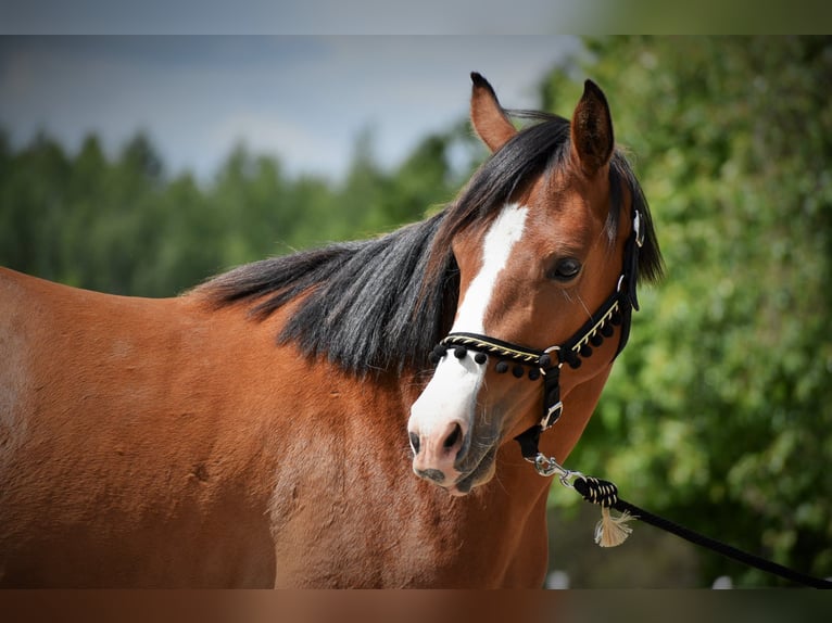 Welsh-D Merrie 3 Jaar 141 cm Roodbruin in Lubiszyn