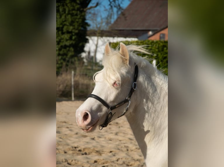 Welsh-D Merrie 3 Jaar 142 cm Cremello in Panker