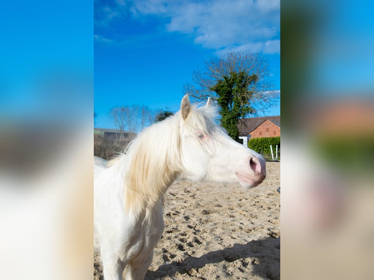 Welsh-D Merrie 3 Jaar 142 cm Cremello in Panker