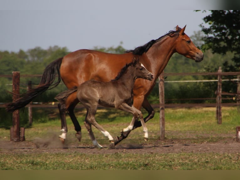 Welsh-D Merrie 3 Jaar 142 cm  in Dwingeloo
